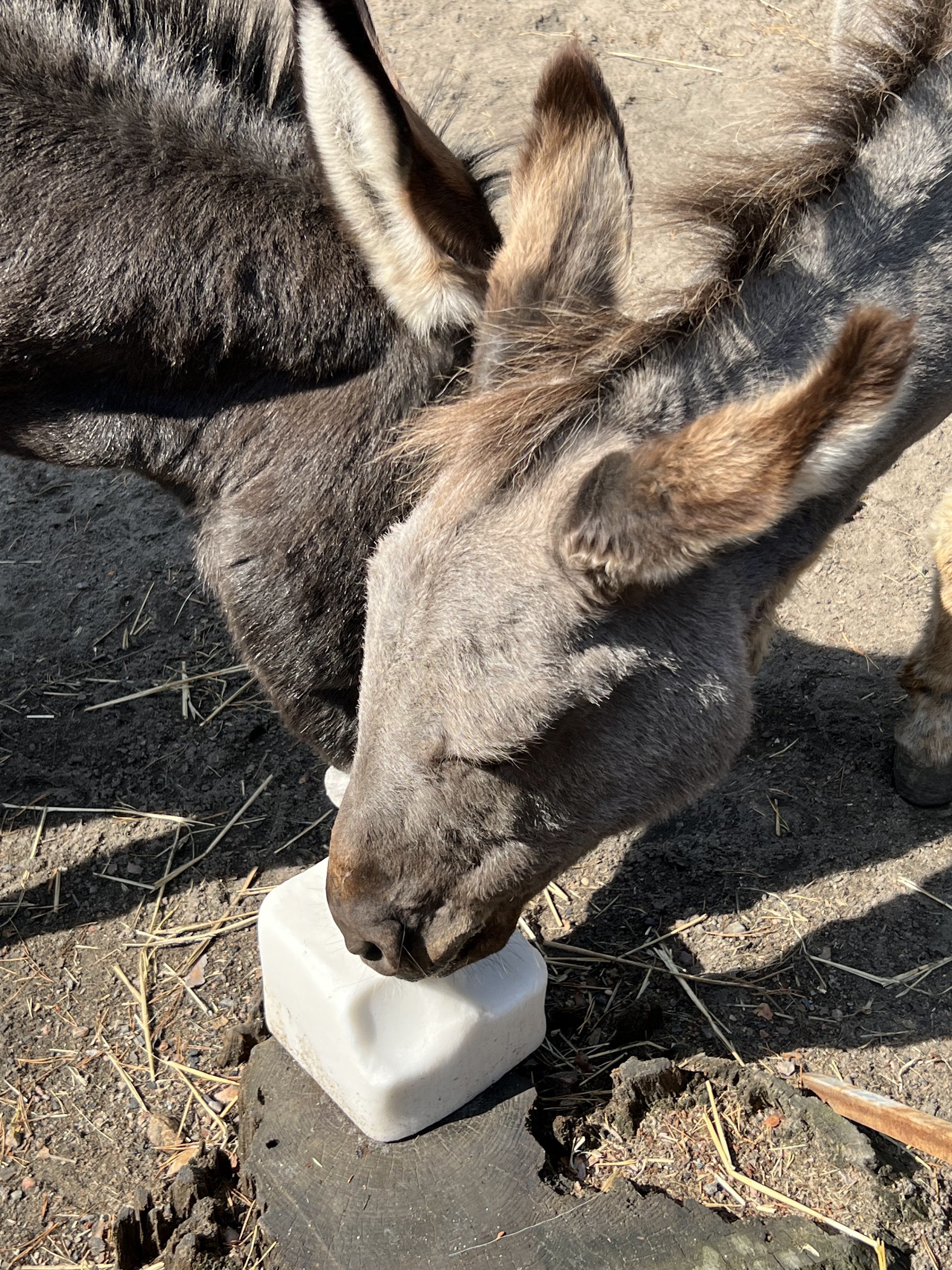 Hembygdsparken (Ängelholm)